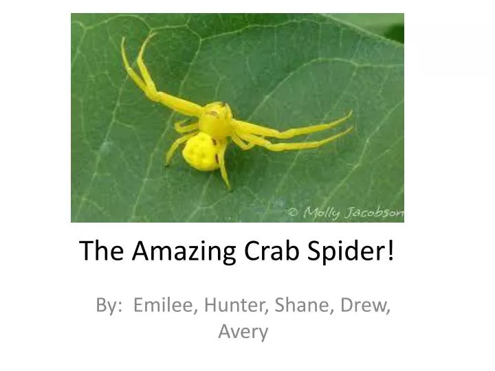 the amazing crab spider