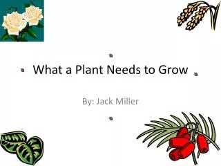 What a Plant Needs to Grow