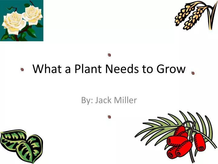 what a plant needs to grow