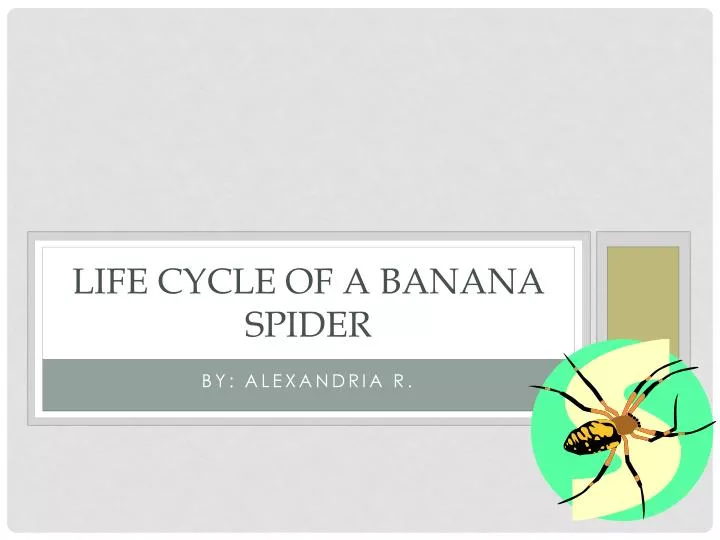 life cycle of a banana spider