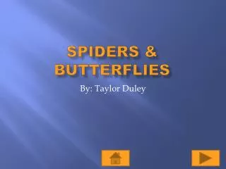 Spiders &amp; Butterflies