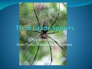 Third Grade Spiders