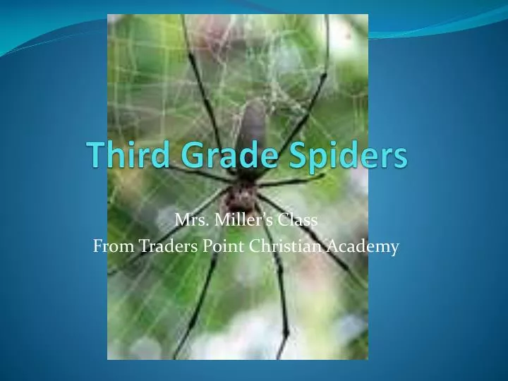 third grade spiders