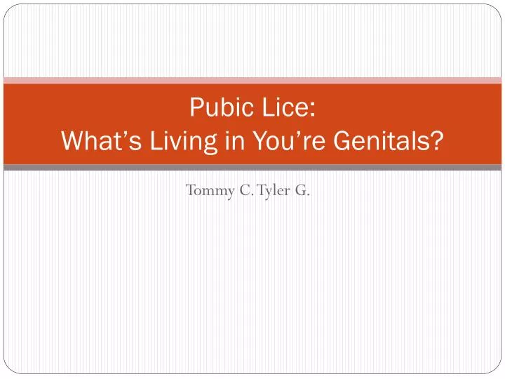 pubic lice what s living in you re genitals