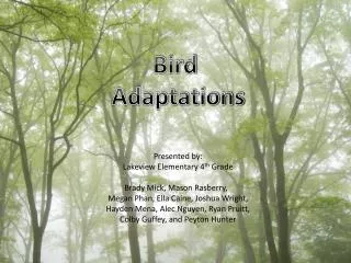 Bird Adaptations