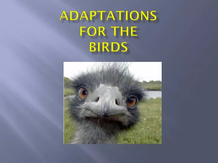 adaptations for the birds