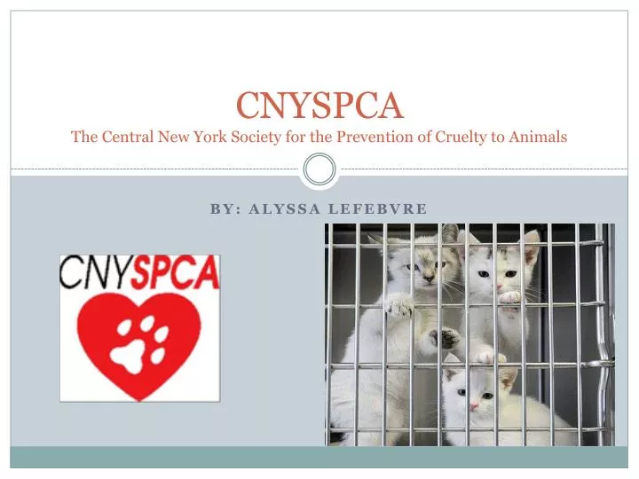 cnyspca the central new york society for the prevention of cruelty to animals