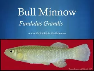 Bull Minnow Fundulus Grandis