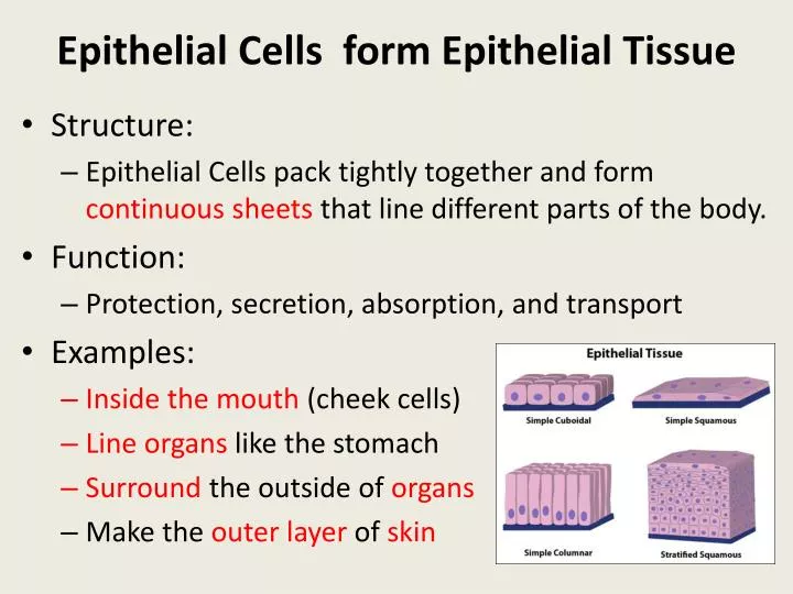 epithelial cells form epithelial tissue