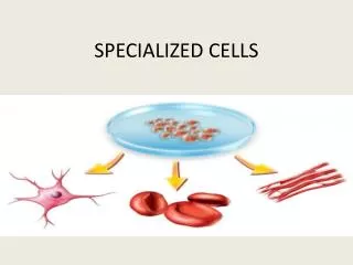 SPECIALIZED CELLS