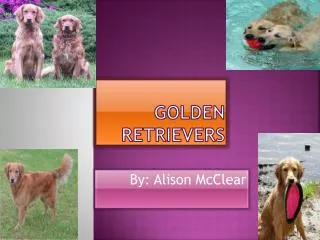 Golden Retrievers