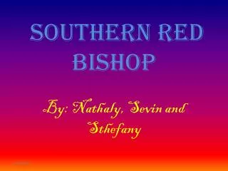 Southern Red Bishop