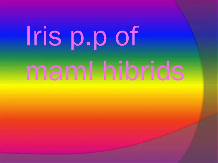 iris p p of maml hibrids