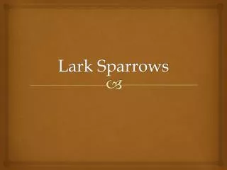 Lark Sparrows