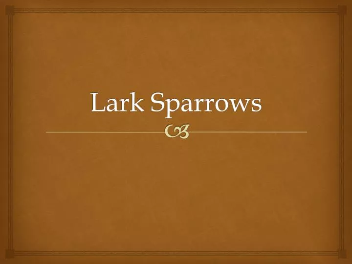 lark sparrows