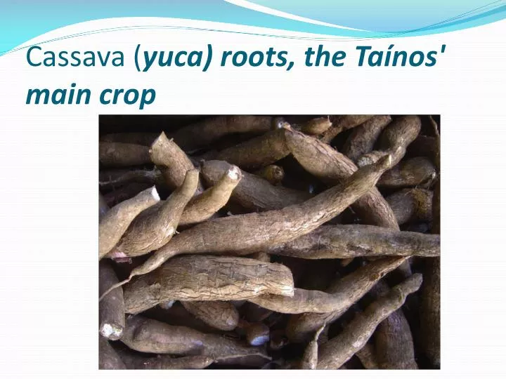 cassava yuca roots the ta nos main crop