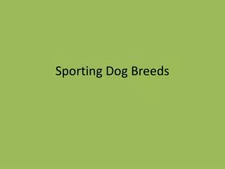 Sporting Dog Breeds