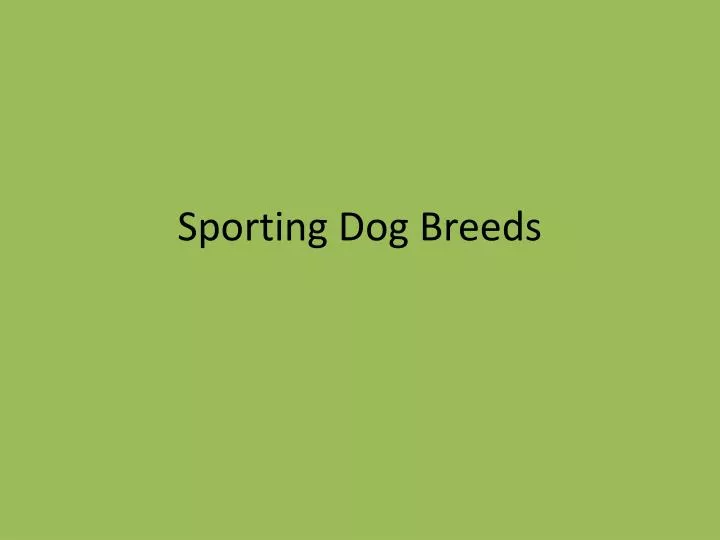 sporting dog breeds