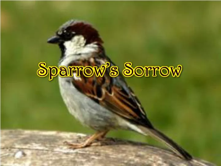 sparrow s sorrow