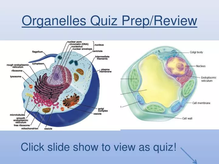 organelles quiz prep review