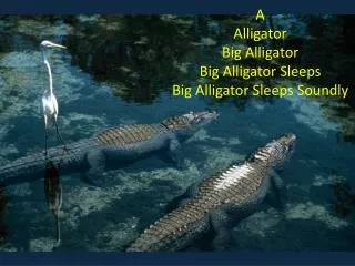 A Alligator Big Alligator Big Alligator Sleeps Big Alligator Sleeps Soundly