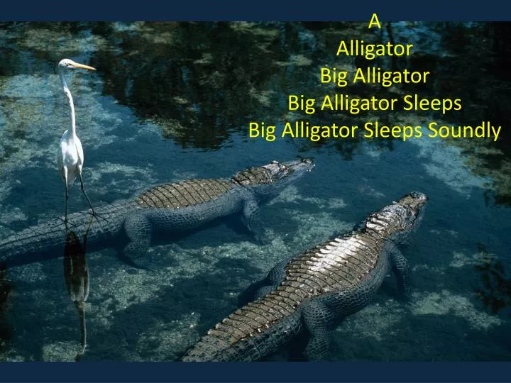 a alligator big alligator big alligator sleeps big alligator sleeps soundly