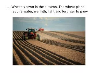 Wheat is sown in the autumn. The wheat plant require water, warmth, light and fertiliser to grow