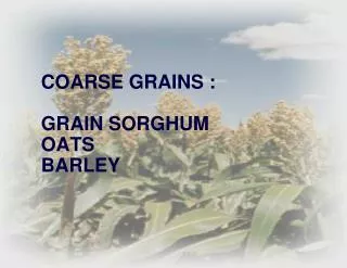 COARSE GRAINS : GRAIN SORGHUM OATS BARLEY