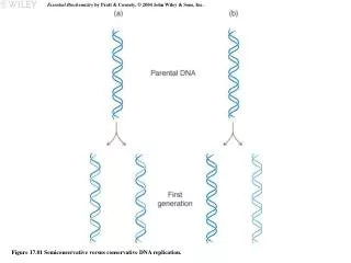 Figure 17.01 Semiconservative versus conservative DNA replication.