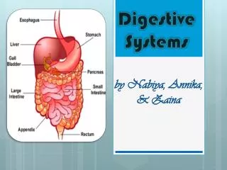 Digestive Systems