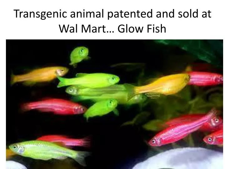 transgenic animal patented and sold at wal mart glow fish