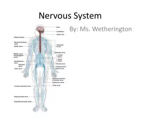 Nervous System