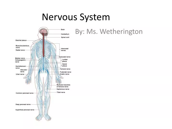 nervous system