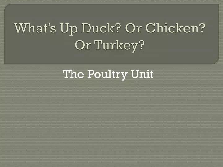 what s up duck or chicken or turkey