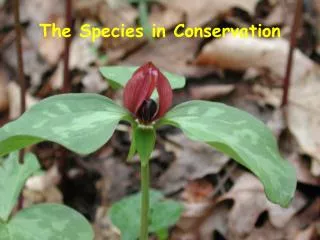 The Species in Conservation