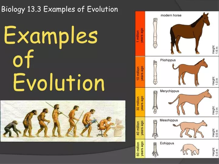 biology 13 3 examples of evolution