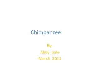 Chimpanzee