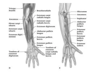 12 muscles 1. Anconeus 2. Brachioradialis 					(BR)