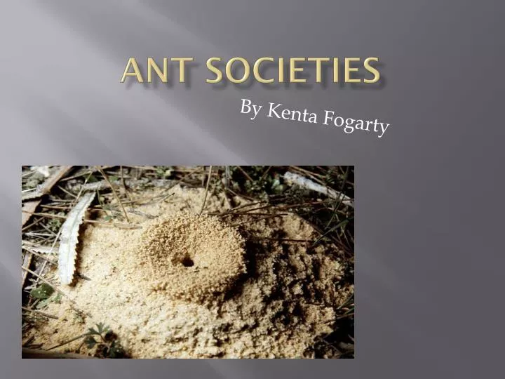 ant societies