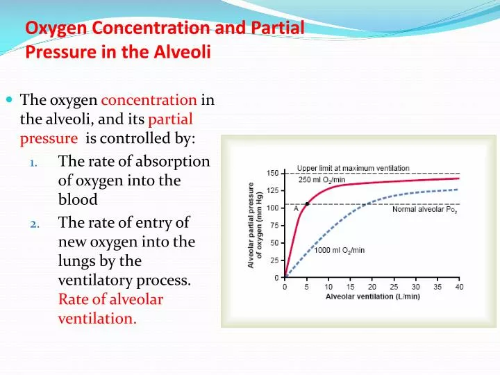 oxygen concentration and partial pressure in the alveoli