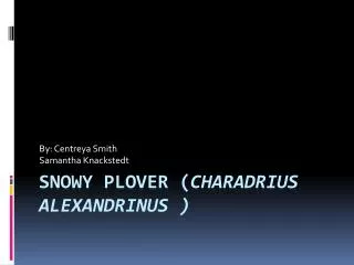 Snowy Plover ( Charadrius alexandrinus )