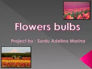 Project by : Surdu Adelina Marina