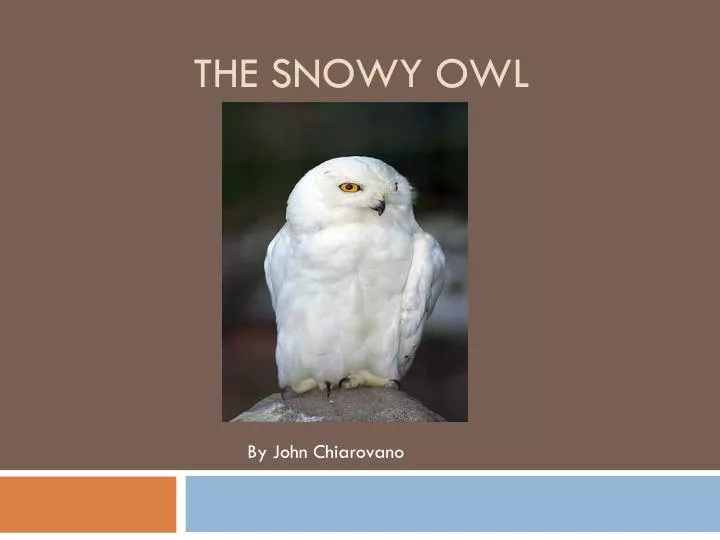 the snowy owl