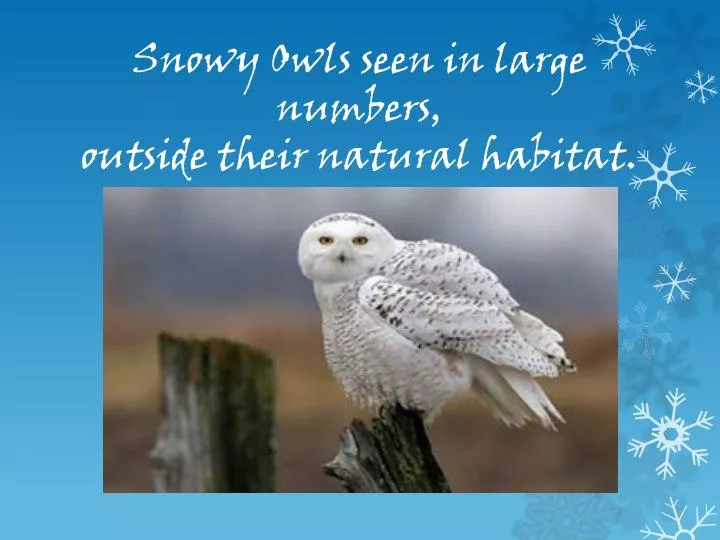 snowy owls seen in large numbers outside their natural habitat