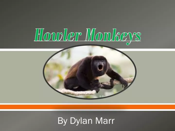 howler monkeys