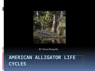 American Alligator Life Cycles