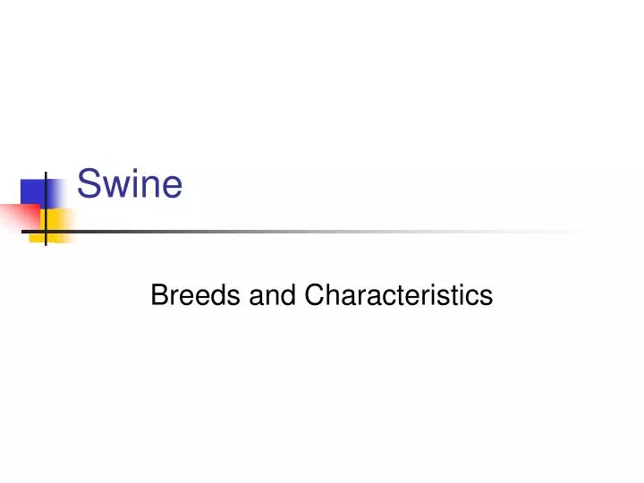 swine