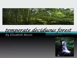 temperate deciduous forest