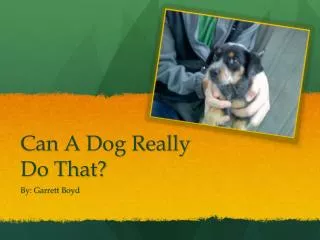 Can A Dog Really Do That?