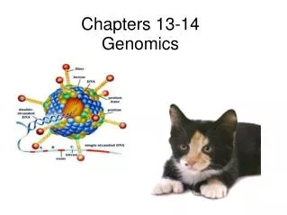 Chapters 13-14 Genomics